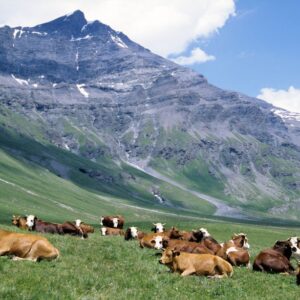 A serene alpine scene with cows resting in a meadow beneath majestic mountains in France.
